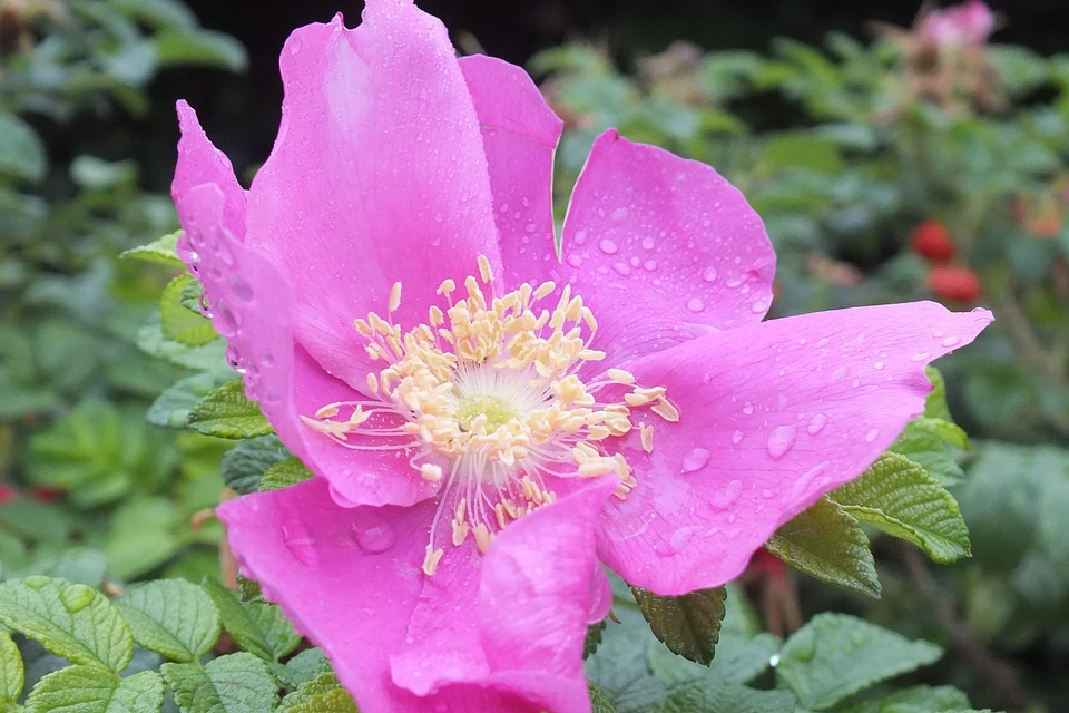 Beautiful Flowers biology bloom