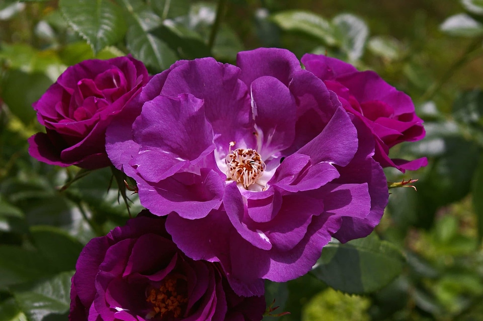 Beautiful Flowers biology bloom