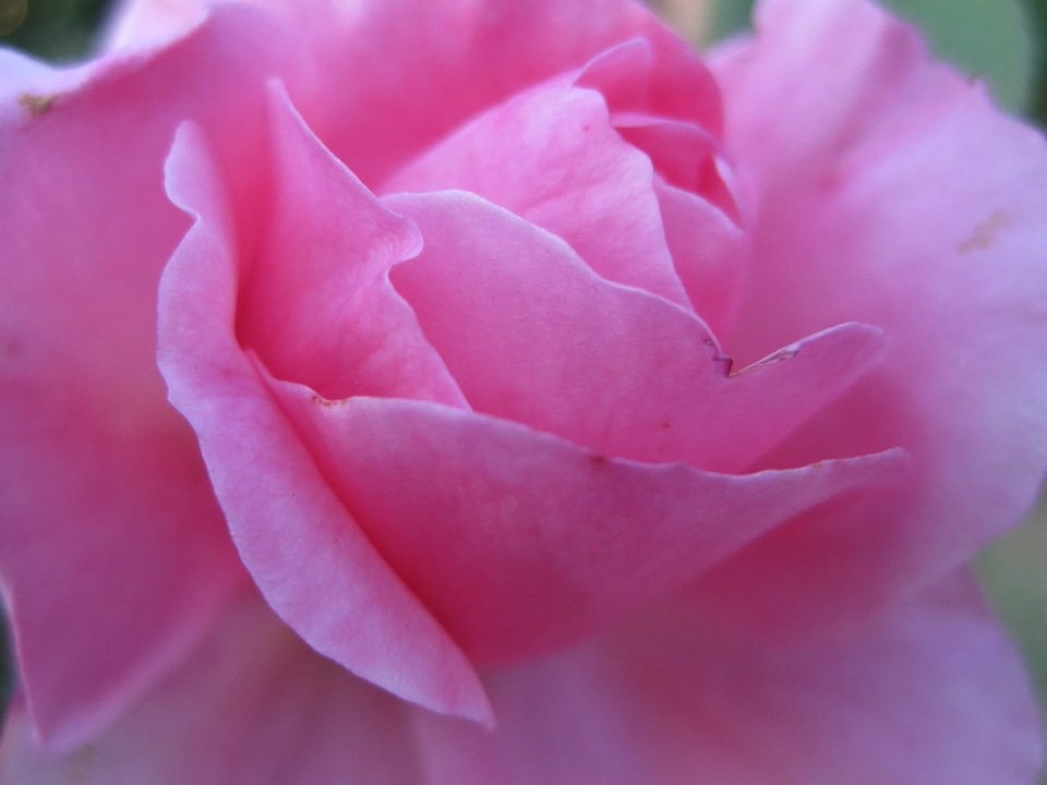 Beautiful beautiful flowers biology