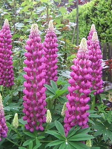 Beautiful bloom blossom