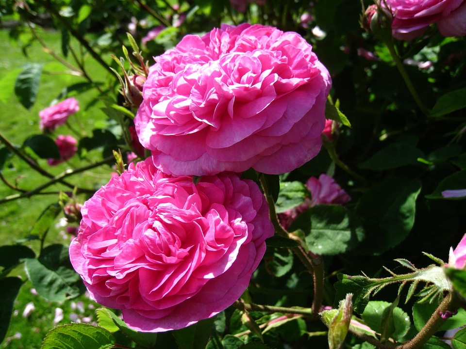 Beautiful Flowers biology bloom