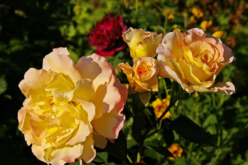 Beautiful Flowers biology bloom