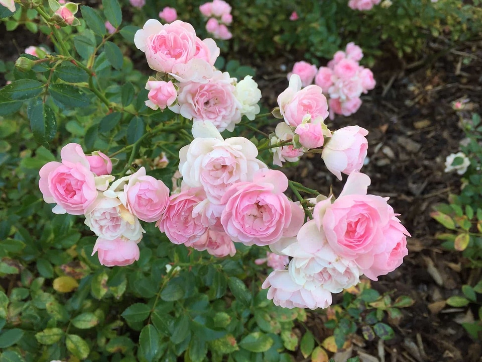 Beautiful beautiful flowers biology