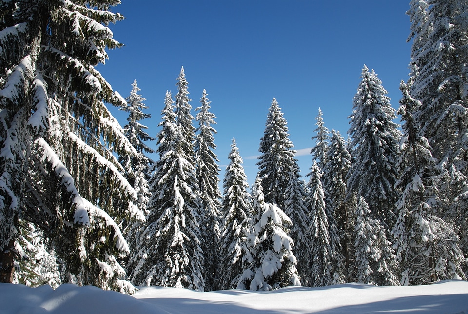 Pamporovo landscape wilderness