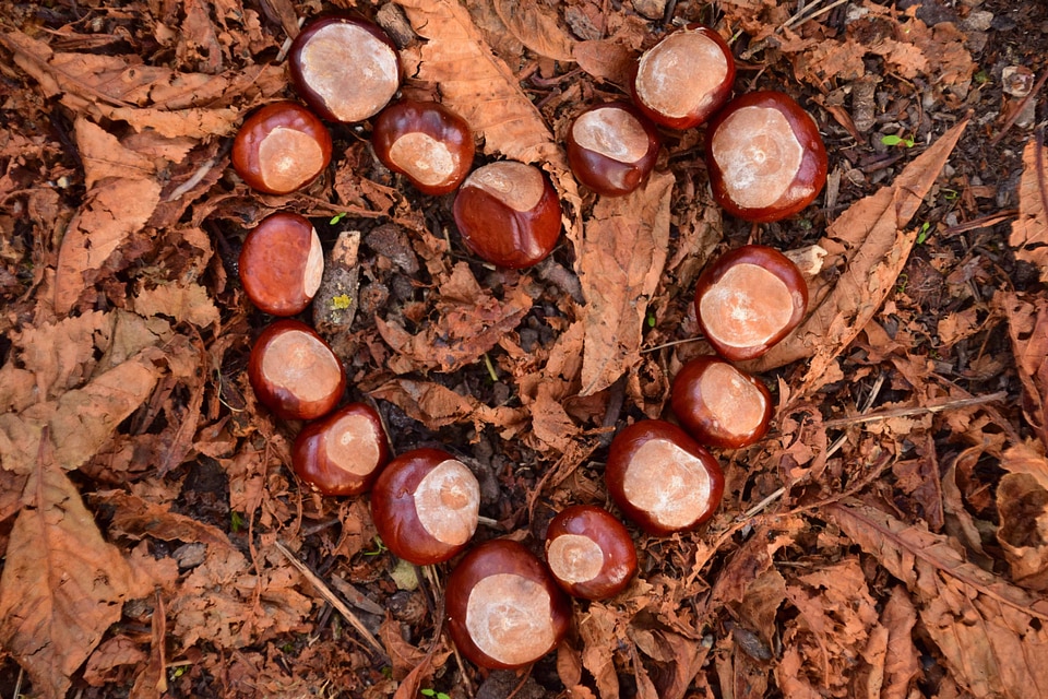 Chestnut flora foliage