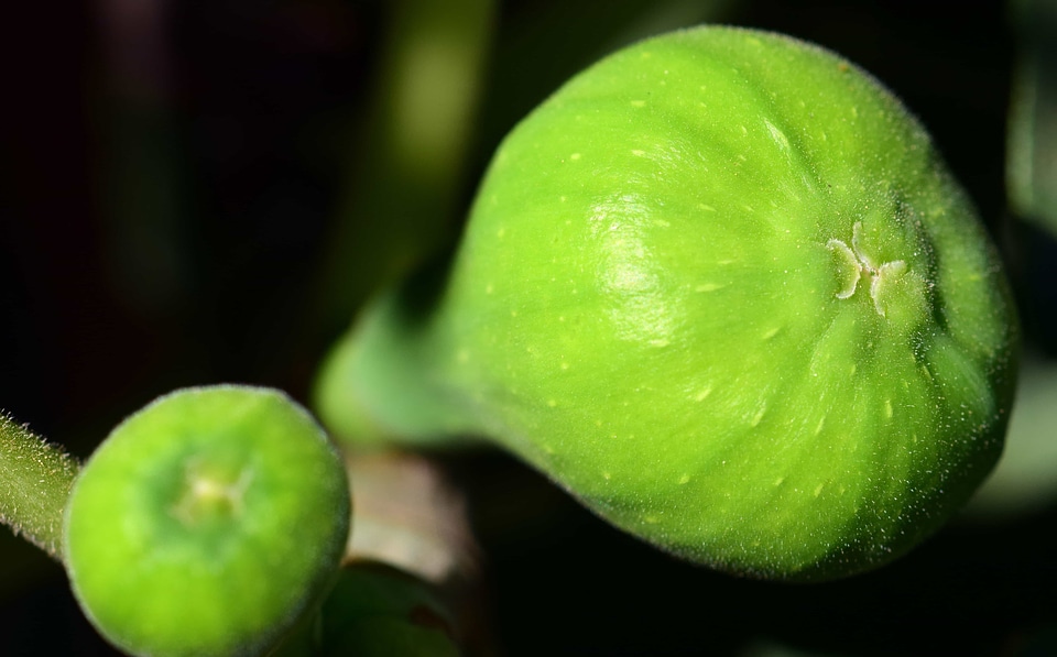 Dark Green delicious diet