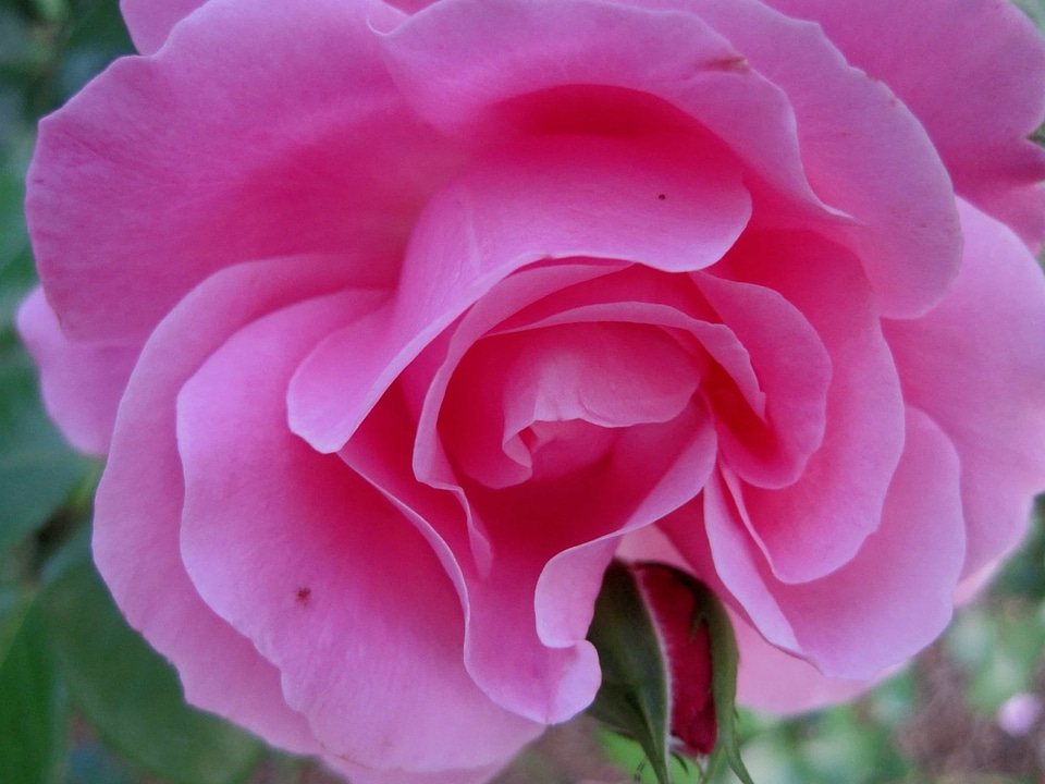 Beautiful Flowers beautiful photo biology
