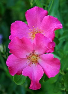 Beautiful Flowers biology bloom