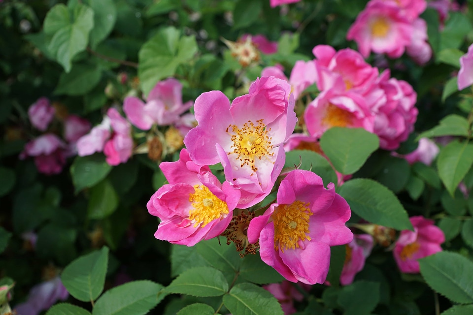 Beautiful Flowers beautiful image beautiful photo