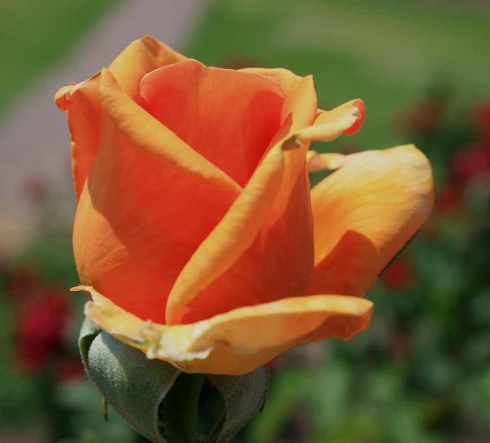Beautiful Flowers biology bloom