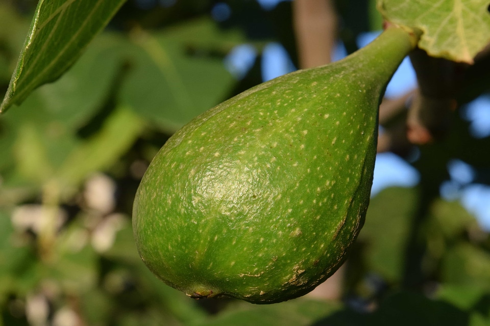 Agriculture dark green delicious