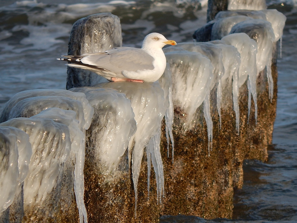 Bird rest winter