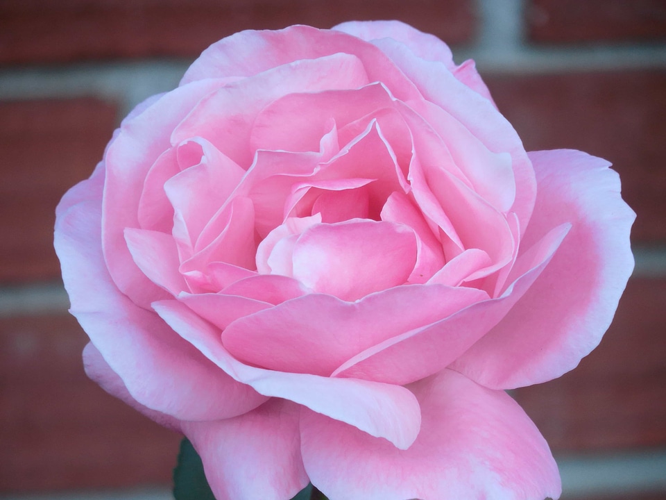 Beautiful beautiful flowers biology