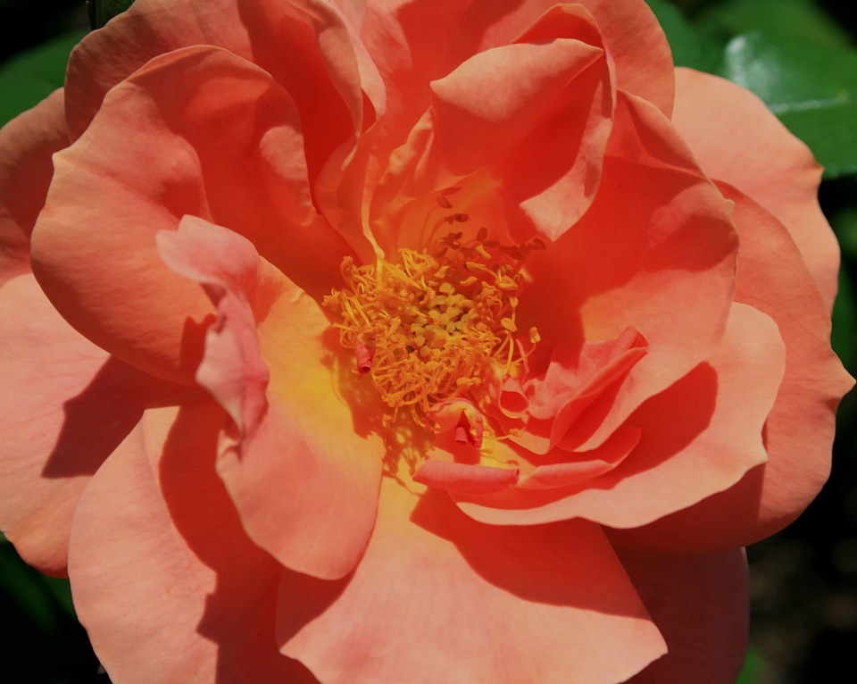 Beautiful beautiful flowers biology