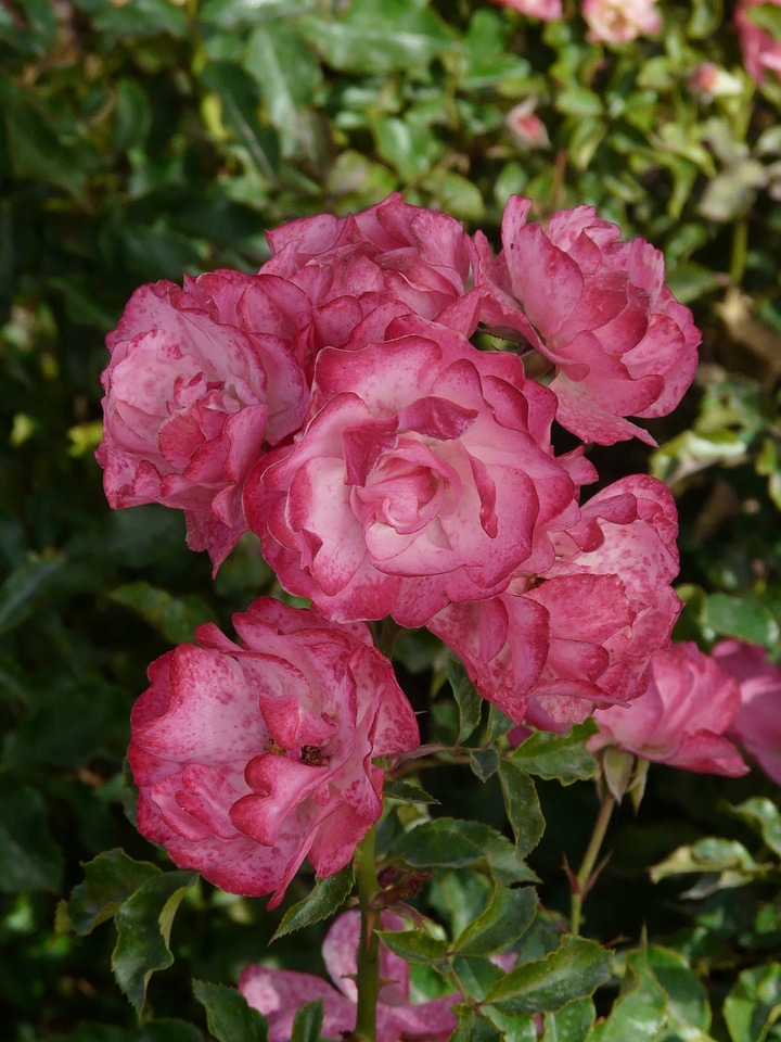 Beautiful Flowers biology bloom