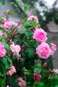 Beautiful beautiful flowers biology
