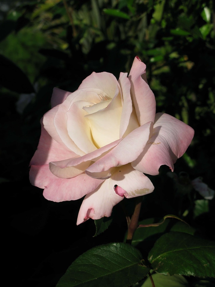 Beautiful beautiful flowers biology