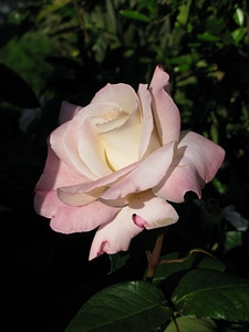 Beautiful beautiful flowers biology