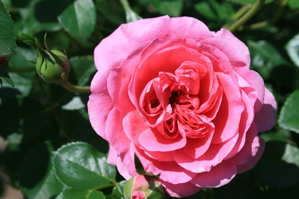 Beautiful Flowers beautiful photo biology