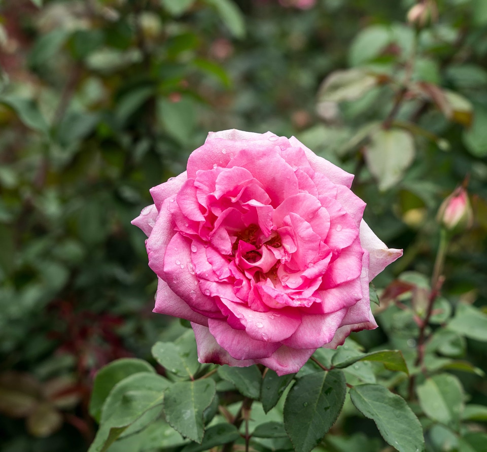 Beautiful Flowers biology bloom