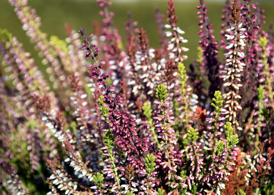 Agriculture beautiful flowers blooming