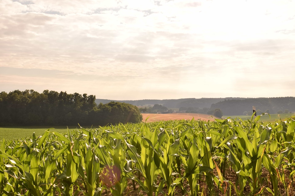 Agriculture cloud corn