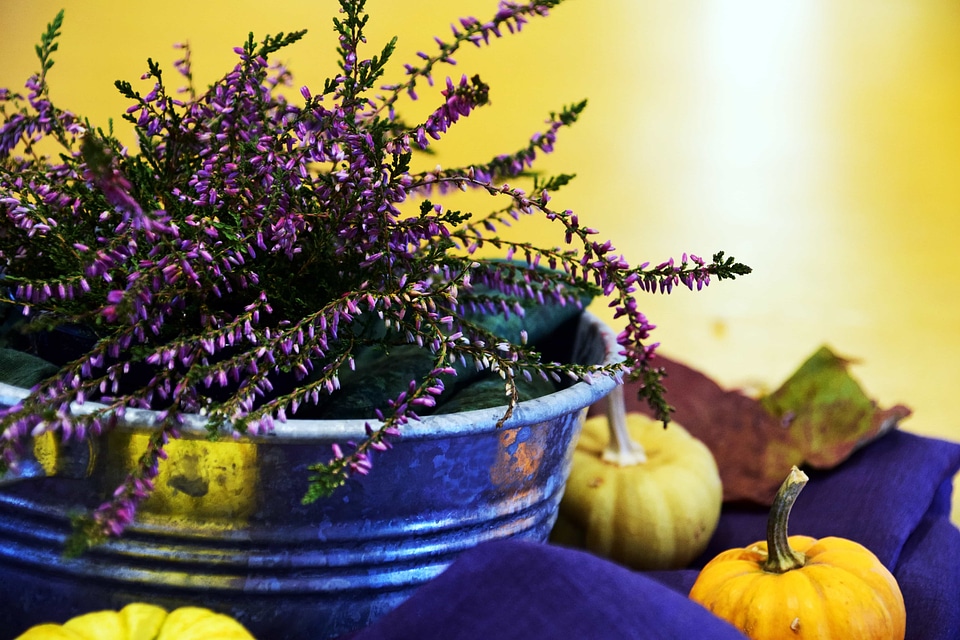 Autumn autumn season beautiful flowers