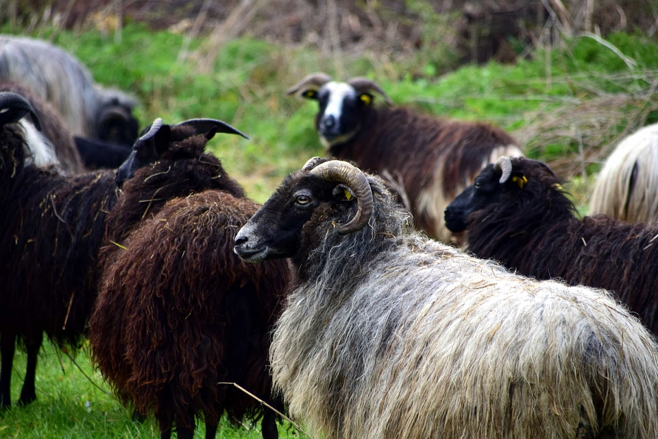 Animal fauna field