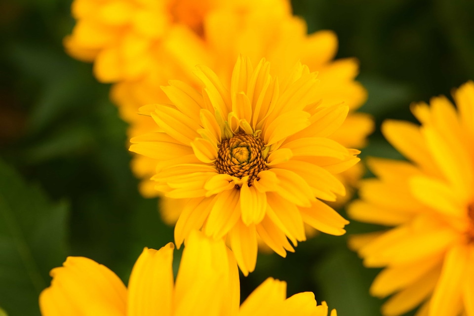 Beautiful Flowers blooming blossom