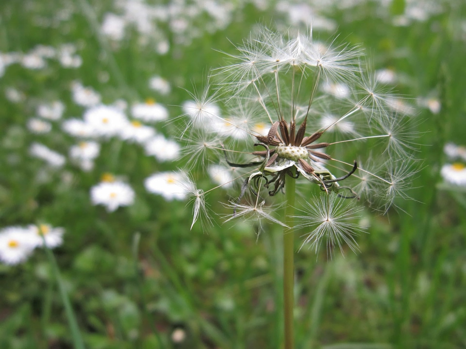 Beautiful Flowers blooming blossom