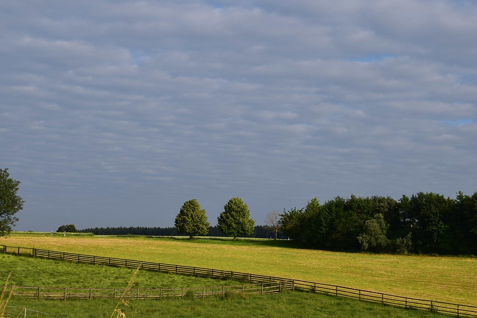 Agriculture Brassicaceae countryside photo