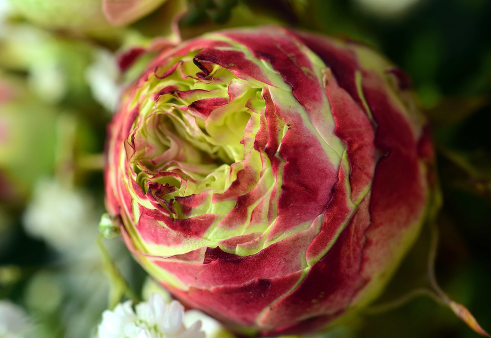 Beautiful Flowers bloom blooming