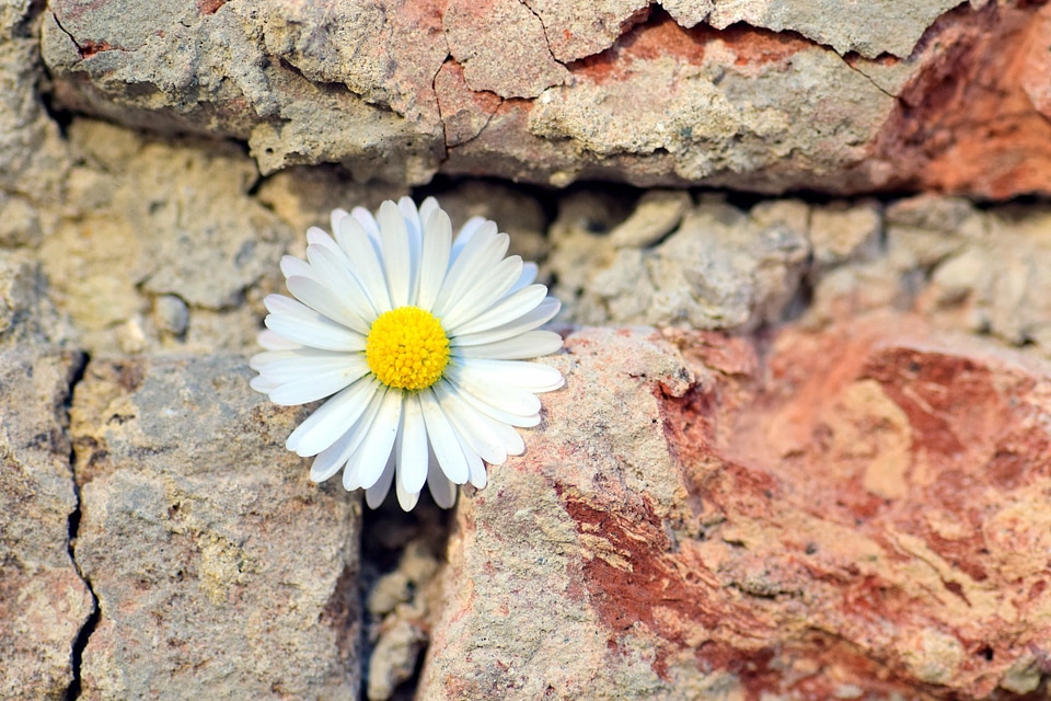 Beautiful Flowers bloom blooming