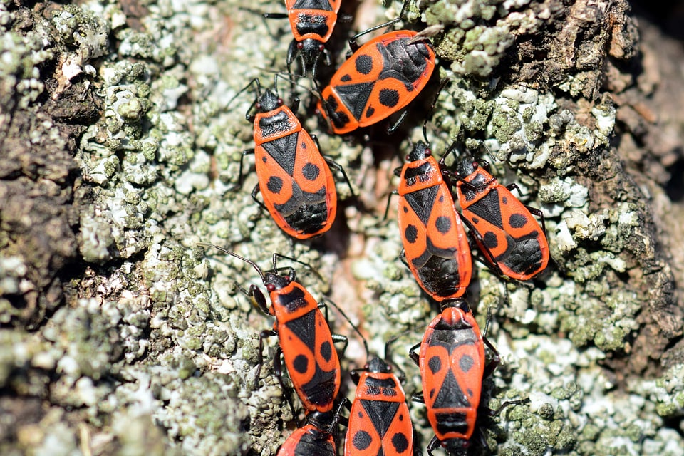 Animal arthropod beetle