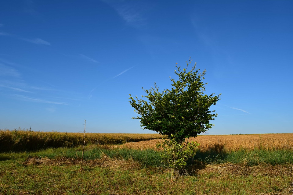 Agriculture countryside field