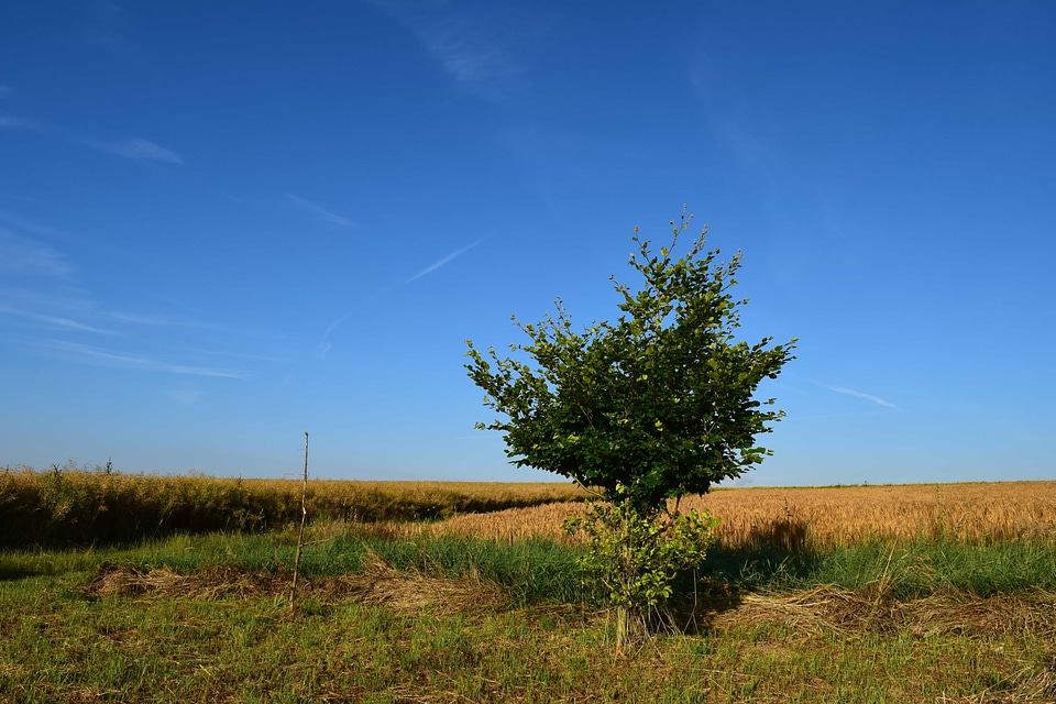 Agriculture countryside field photo