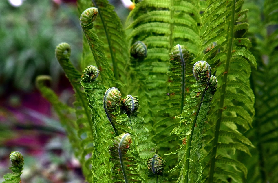 Branch climate ecology