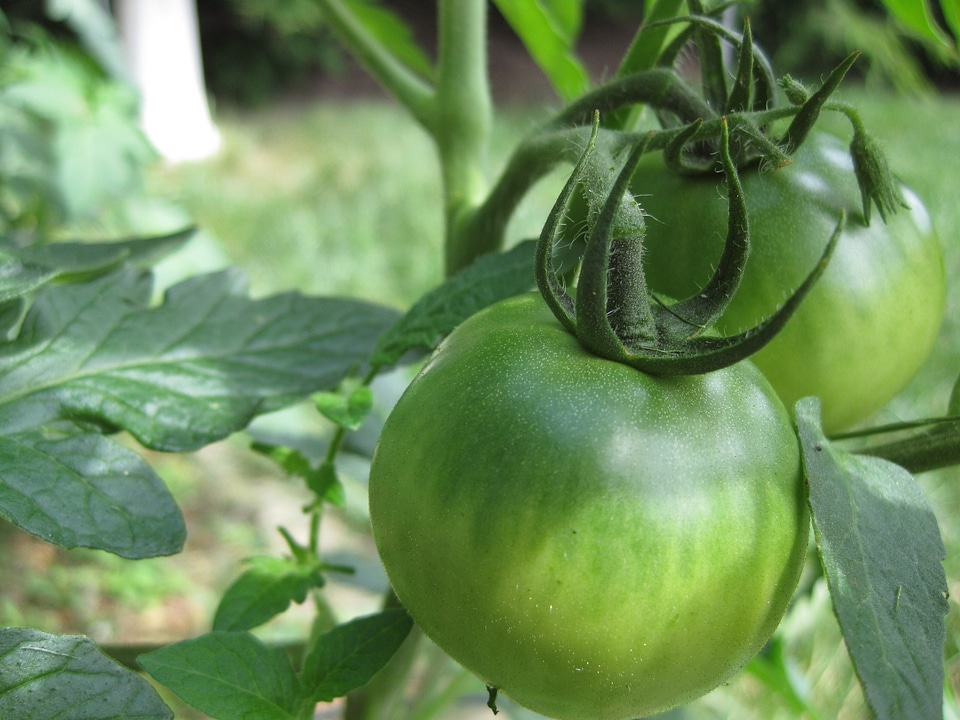 Garden healthy fresh