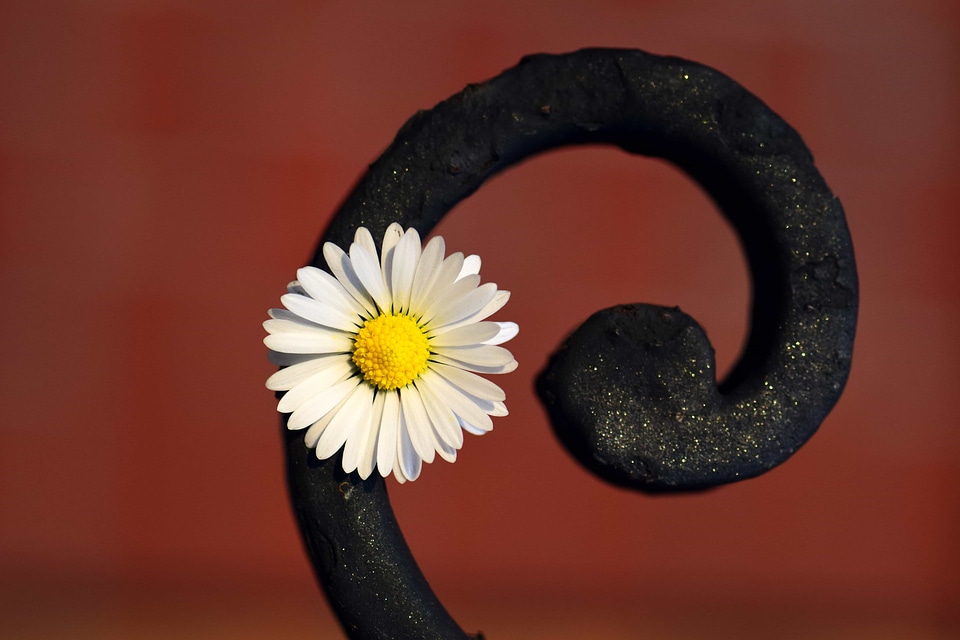 Art beautiful flowers blooming