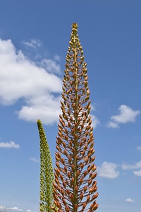 Blue Sky daylight herb