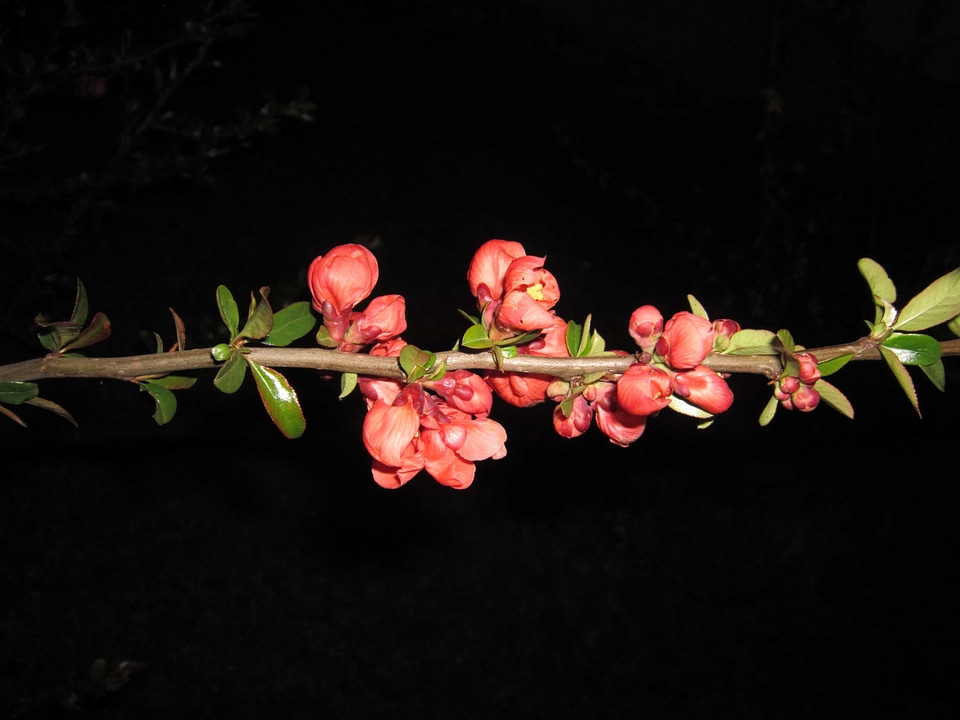 Beautiful Flowers blooming blossom