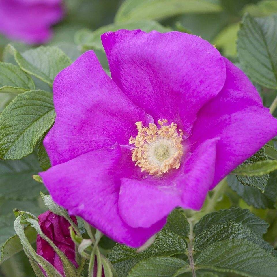 Beautiful beautiful flowers bloom