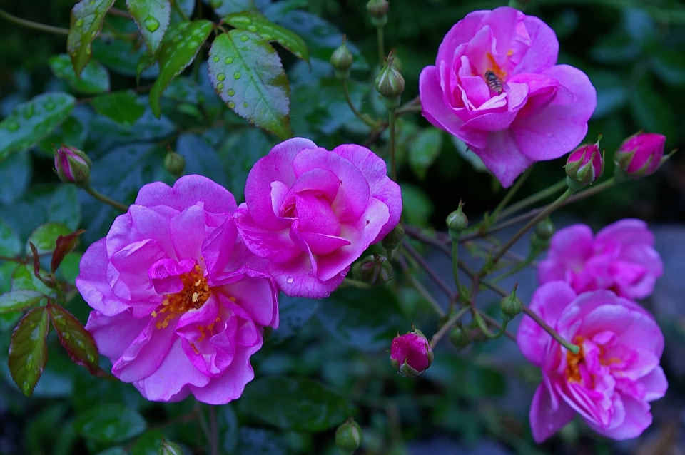 Beautiful beautiful flowers bloom