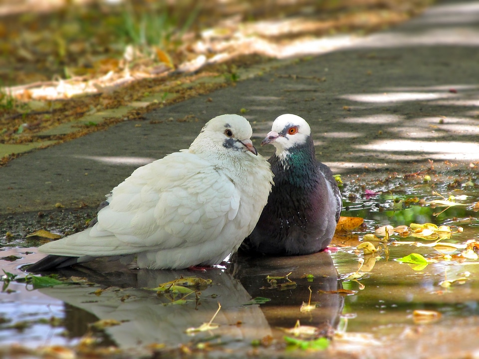 Doves birds in pairs