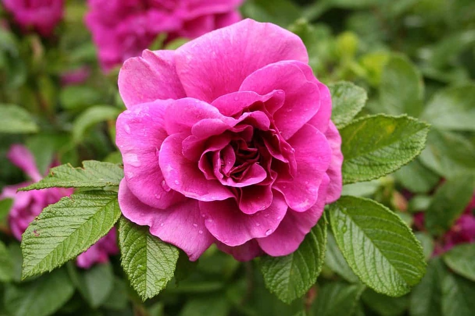 Beautiful Flowers beautiful image beautiful photo