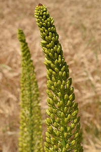 Daylight flora green