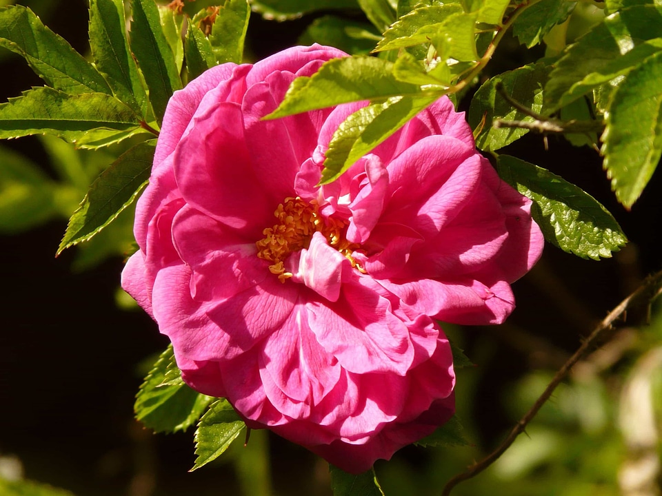 Beautiful Flowers bloom blooming