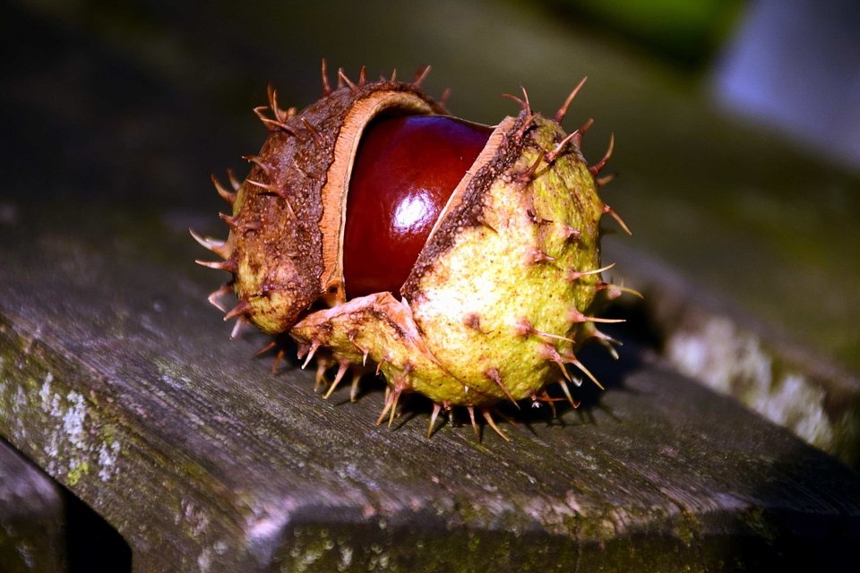Chestnut landscape macro