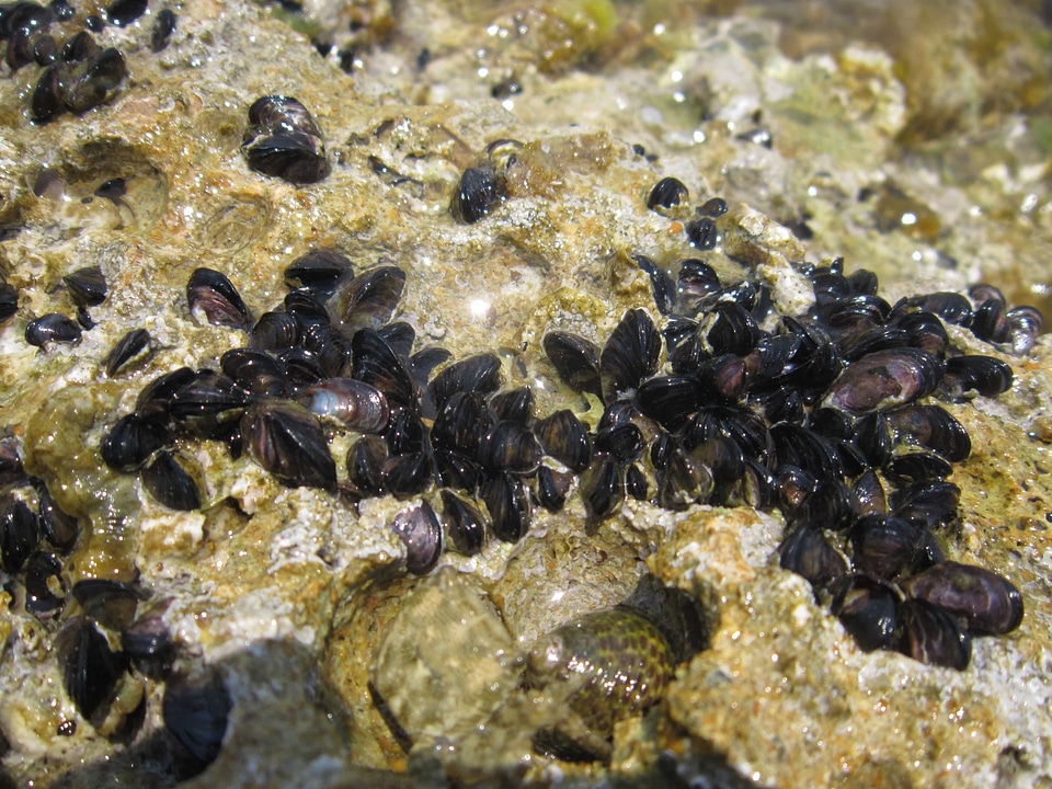 Rock sea seashore