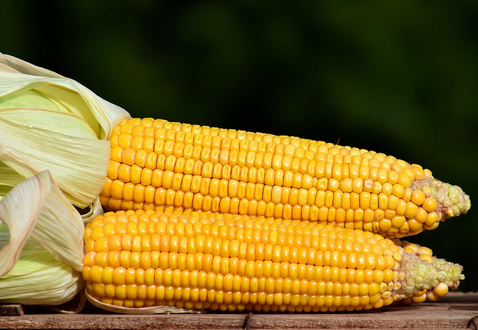 Agriculture corn diet